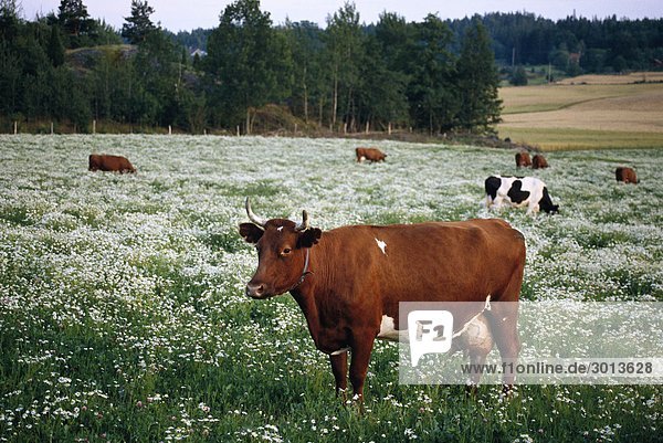 Kühe in einem Feld-Schweden