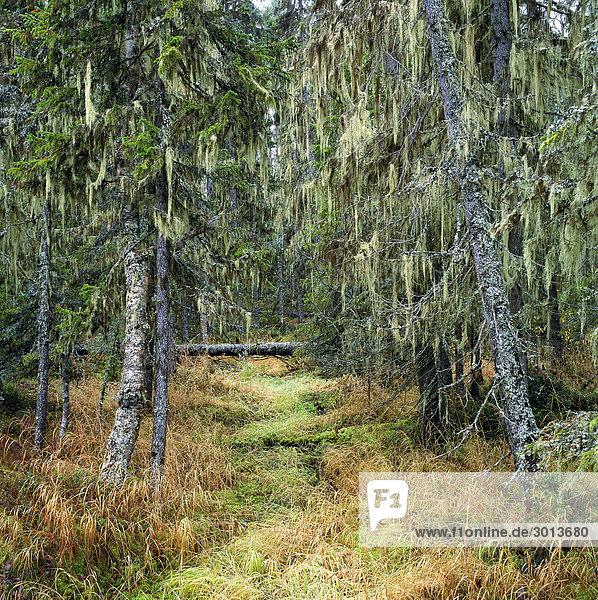 Forest Lappland Schweden