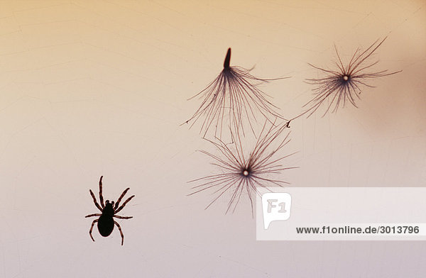 Spider Web von Blumen