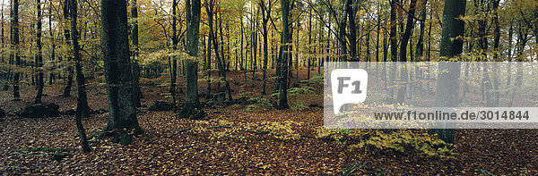 Herbst Wald Schweden
