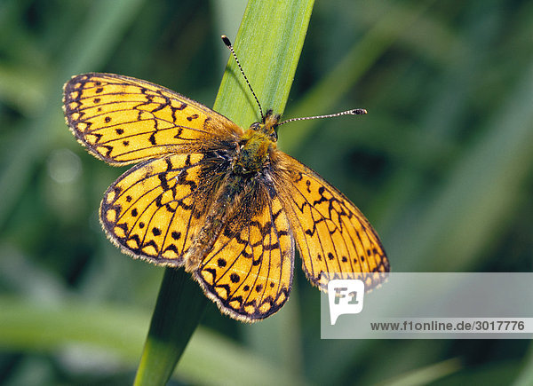 Schmetterling auf Klinge des Grass Nahaufnahme