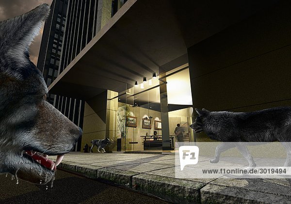 Hungrige Wölfe lauern vor dem Eingang eines Gebäudes
