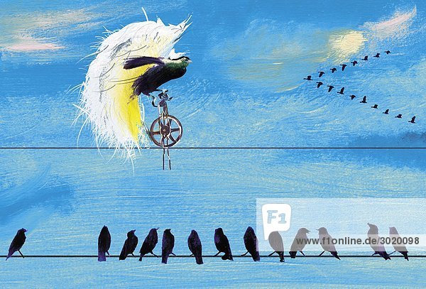 Vögel auf Telefonkabel beobachten exotischen Vogel beim Einradfahren