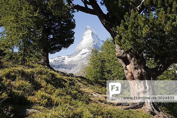 Matterhorn durch Bäume
