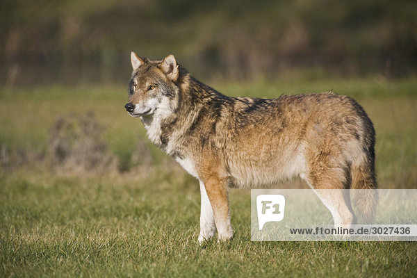 Europäischer Wolf (Canis lupus)  Seitenansicht