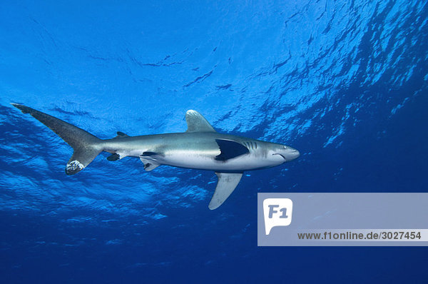 Egypt  Red Sea  Oceanic whitetip shark (Carcharhinus longimanus)