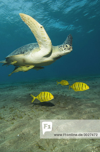 Ägypten  Rotes Meer  Grüne Meeresschildkröte (Chelonia mydas) und Pilotfische (Naucrates ductor)