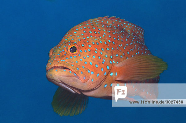 Egypt Red Sea Coral grouper (Cephalopolis miniata)