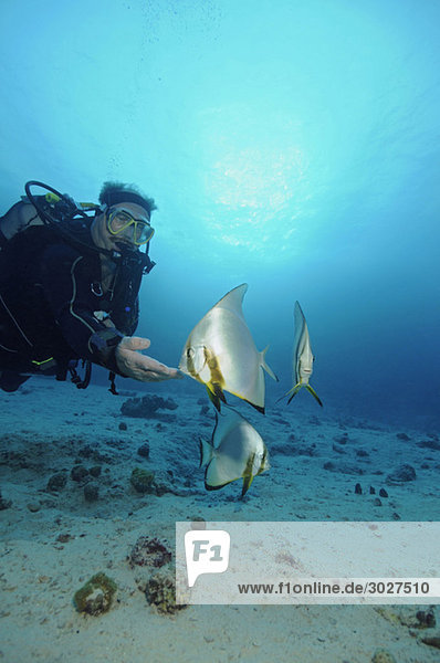 Egypt  Red Sea  Scuba diver with Circular batfish (Platax orbicularis)