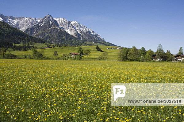 Austria  Tyrol  Kaisergebirge  Dandelion meadow in spring