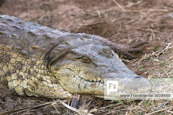 Nilkrokodil (Crocodylus niloticus)  Kenia  Afrika  Close-up