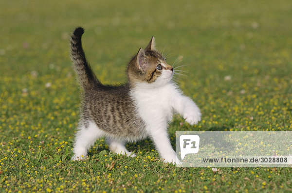 Germany  Bavaria  Kitten playing in meadow