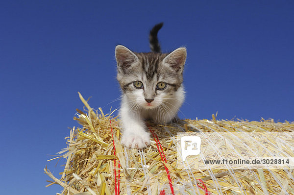 Germany  Bavaria  Kitten on hay bale