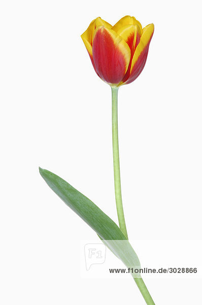 Tulpe (Tulipa spec.)  Nahaufnahme