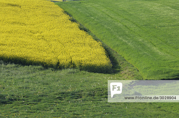Germany  Bavaria  Fields in spring