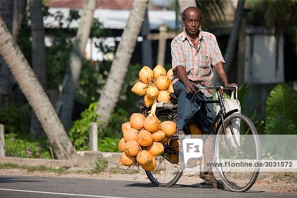 Coconut Salesman on his Bike  Galle  Sri Lanka