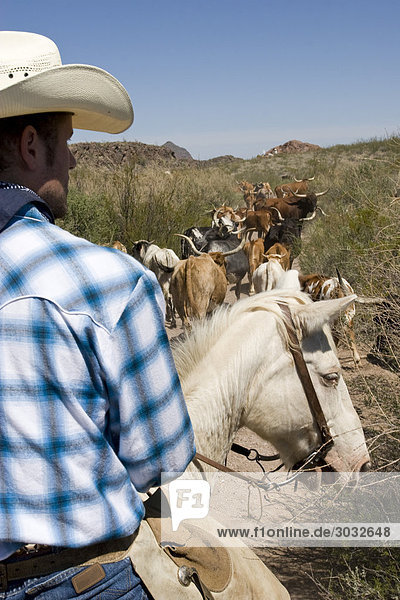 USA Texas Dallas Cowboy und Texas Longhorn Cattles (Bos taurus) Rückansicht Nahaufnahme