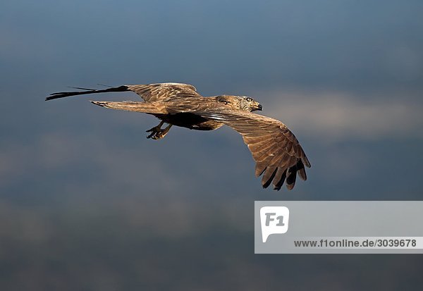 Schwarzmilan (Milvus migrans) im Gleitflug  mit Textfreiraum