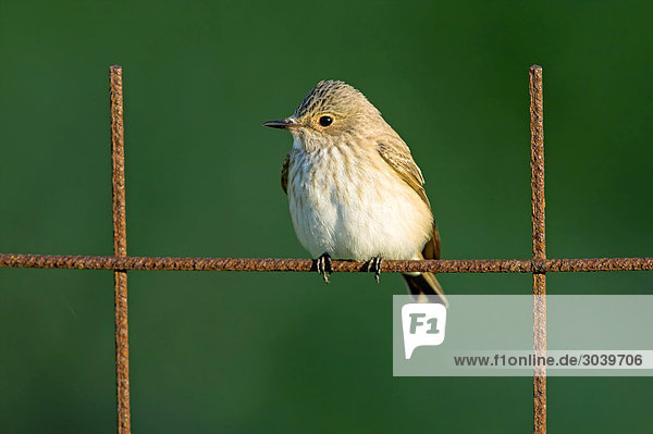 Spotted Flycatcher (Muscicapa striata) sitting on fence