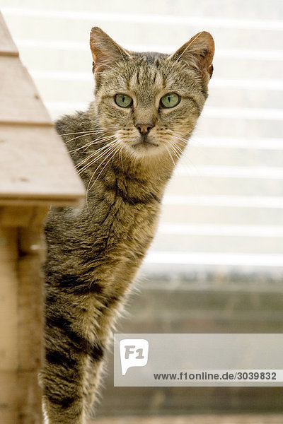 Tabby Cat  portrait