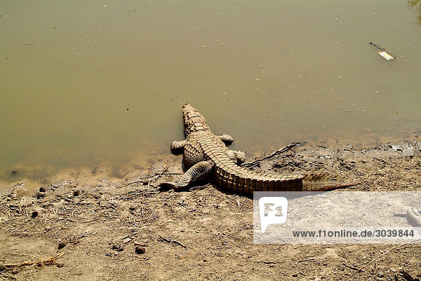 Krokodil am Ufer eines trüben Sees nahe des Ortes Songho  Mali  erhöhte Ansicht