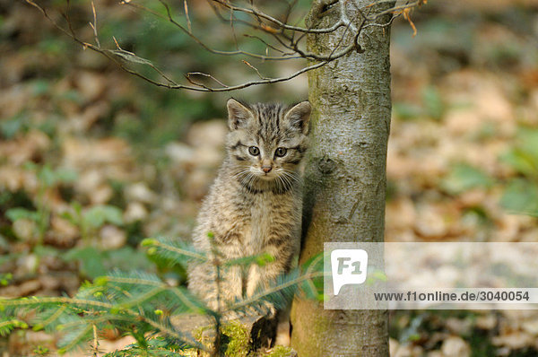 Young wildcat (Felis silvestris) beside a tree trunk  Bavarian Forest  Germany  front view