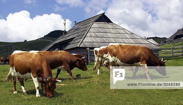 Slowenien  Gorenjska Region  Julischen Alpen  Velika Planina  Bauernhof: Kühe auf der Weide
