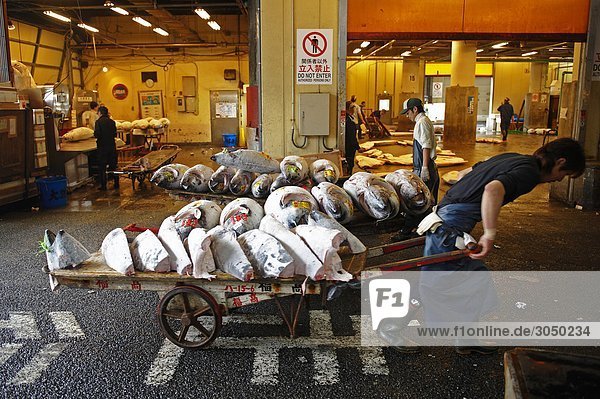 Japan  Tokio  gefroren Thunfisch in der Tsukiji-Fischmarkt
