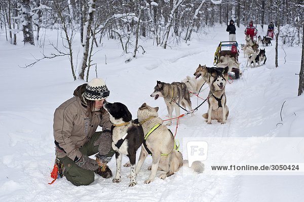 Dogsledge in Lapland  Finland