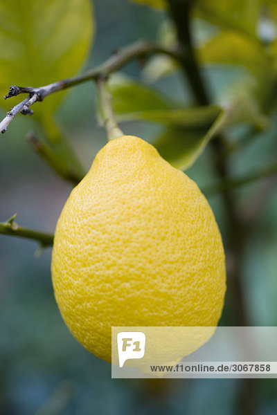Zitrone am Baum  Nahaufnahme