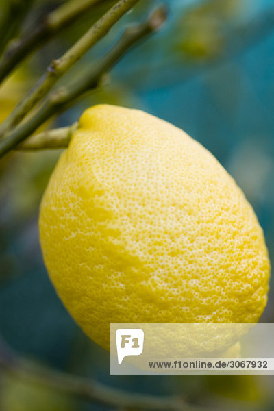 Zitrone am Baum  Nahaufnahme
