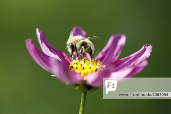 Biene sammelt Pollen auf violetter Kosmosblüte