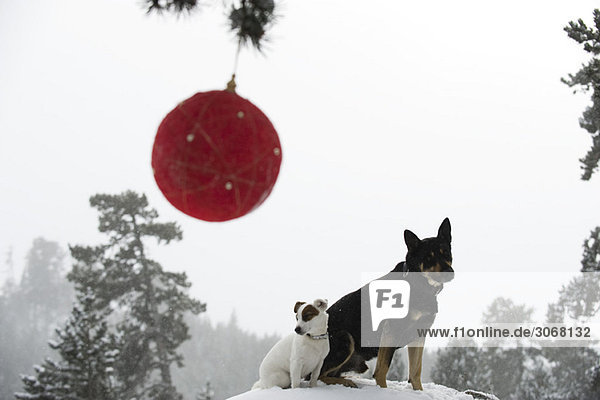 Hunde sitzen zusammen auf einem verschneiten Hügel im Wald  Weihnachtsschmuck hängt an einem Ast im Vordergrund.