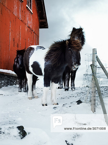 Horses outdoors Iceland