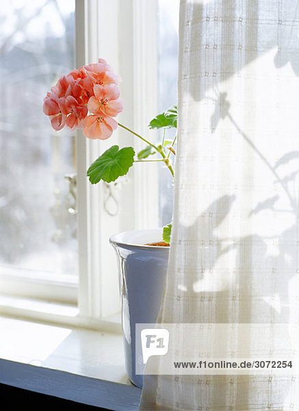 A flower by a window Sweden