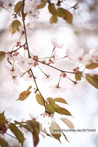 Japanische Kirsche-Blüte-Schweden
