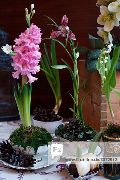 Hyazinthe hyacinthus orientalis Zeit Weihnachten