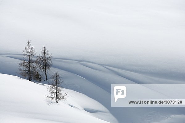 Trees and snowdrift Chamonix France.