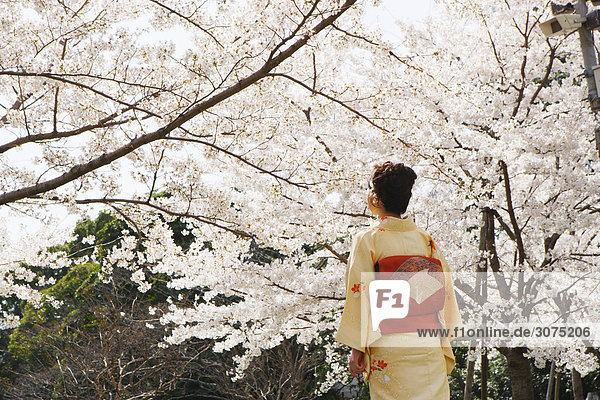 Woman in Kimono Standing Under Cherry Blossom Tree