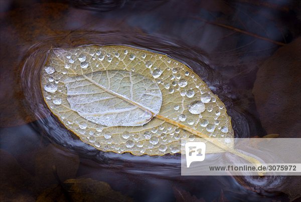 Blatt mit Wassertropfen