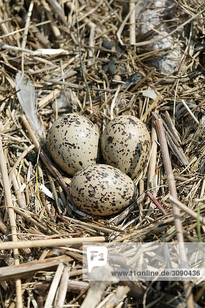 Eier vom Austernfischer im Nest