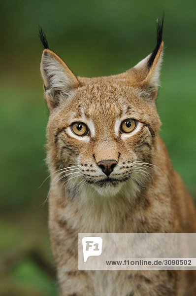 Luchs (Lynx lynx)  Bayrischer Wald  Deutschland  Portrait
