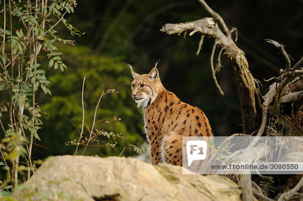 Einzelner Luchs (Lynx lynx) auf Felsen sitzend  Bayrischer Wald  Deutschland