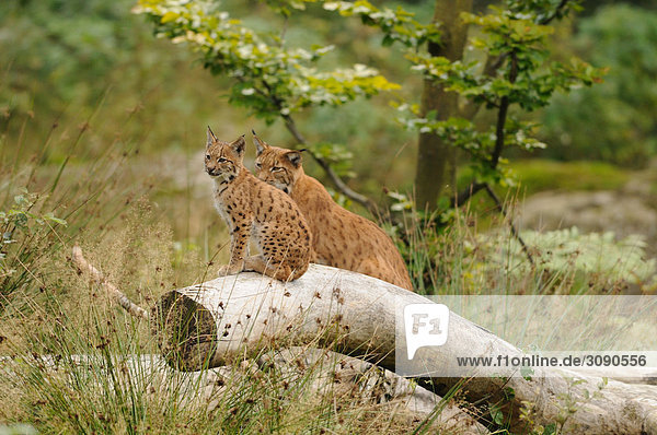 Junger Luchs (Lynx lynx) und Muttertier auf Baumstamm sitzend  Bayrischer Wald  Deutschland