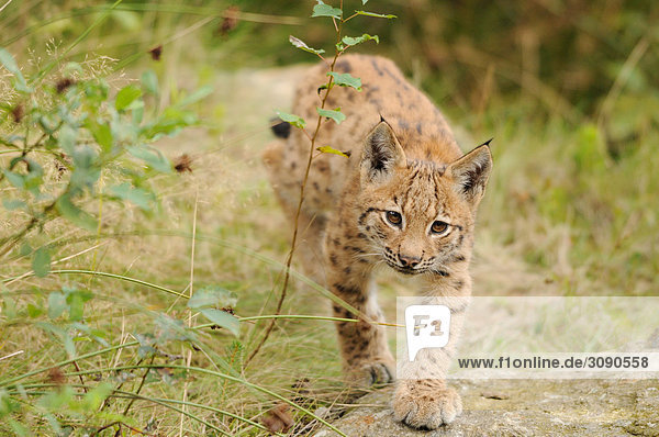 Junger Luchs (Lynx lynx) durch Dickicht streifend  Bayrischer Wald  Deutschland  Frontalansicht