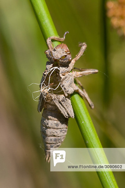 Larvenhülle einer Libelle  close-up