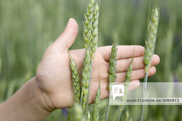 Detail of a person's hand touching wheat growing in a field