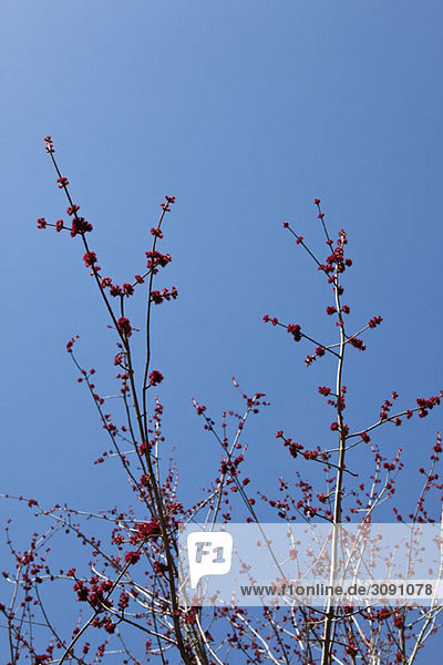 Niederwinkelansicht eines blühenden Kirschbaumes