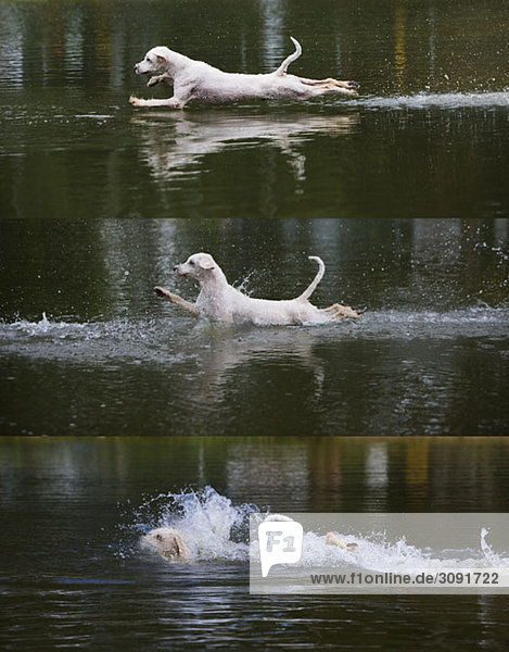 Ein Triptychon eines portugiesischen Wasserhundes  der ins Wasser springt.