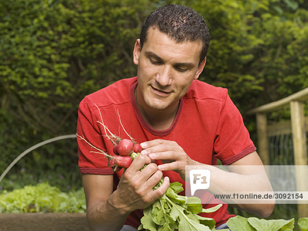 Mann im Garten sammelt Gemüse